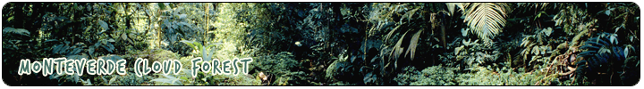 WILDLIFE & NATURE - Monteverde Cloud Forest