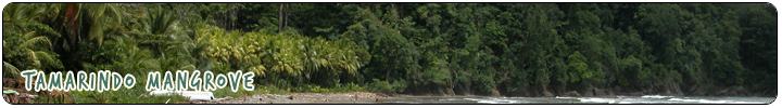 WILDLIFE & NATURE - Tamarindo Mangrove 