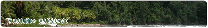 WILDLIFE & NATURE - Tamarindo Mangrove