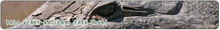 WILDLIFE & NATURE - Palo Verde National Park Tours