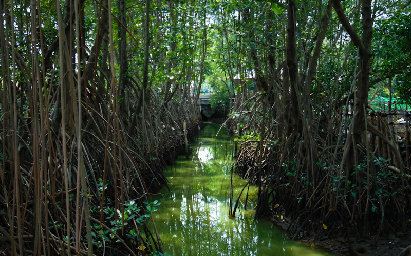 Manglar de Tamarindo