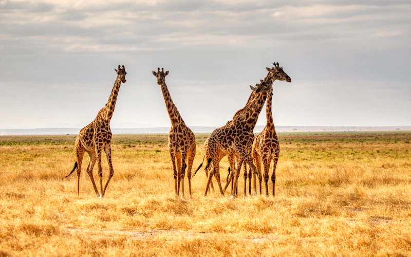 Safari africano